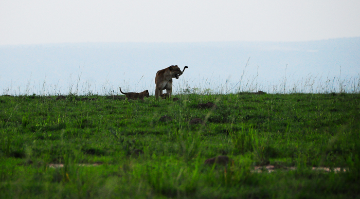 371 - Lions Murchison National Park DSC_0228